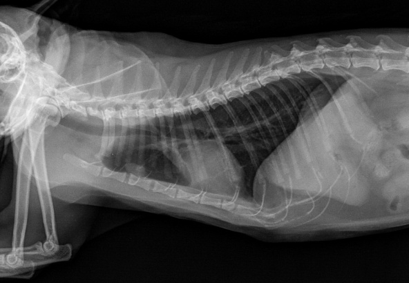 Photo n°2 : Adénomégalie sternale correspond à une métastase ganglionnaire de carcinome mammaire (mamelles thoraciques) chez une chatte présentant également une métastase axillaire. (Crédit Dr Didier Lanore)