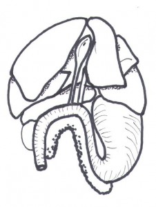 Figure 1 Anatomie simplifiée du foie lors de la laparotomie exploratrice. Les lobes carré et médian gauche ont été réclinés sur le côtés gauche(2). 